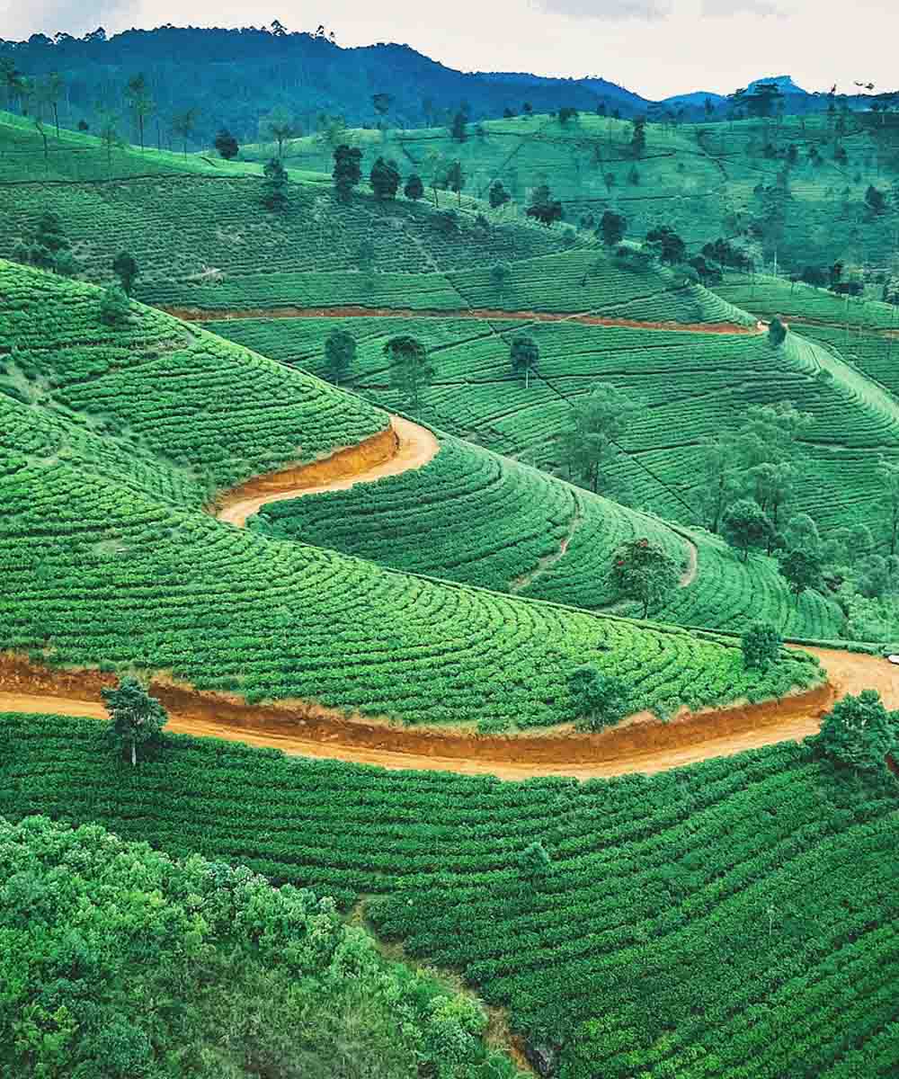 Nuwara-Eliya-Tea-Plantations