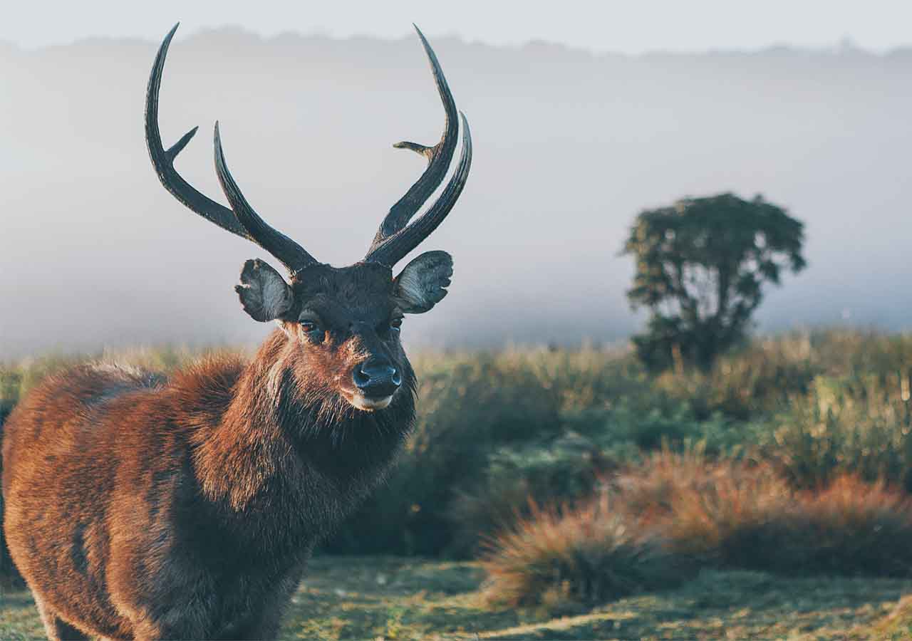 Sambar-Deer-Horton-Plains