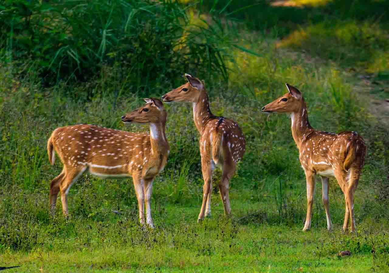 Sri-Lanka-Axis-Deer