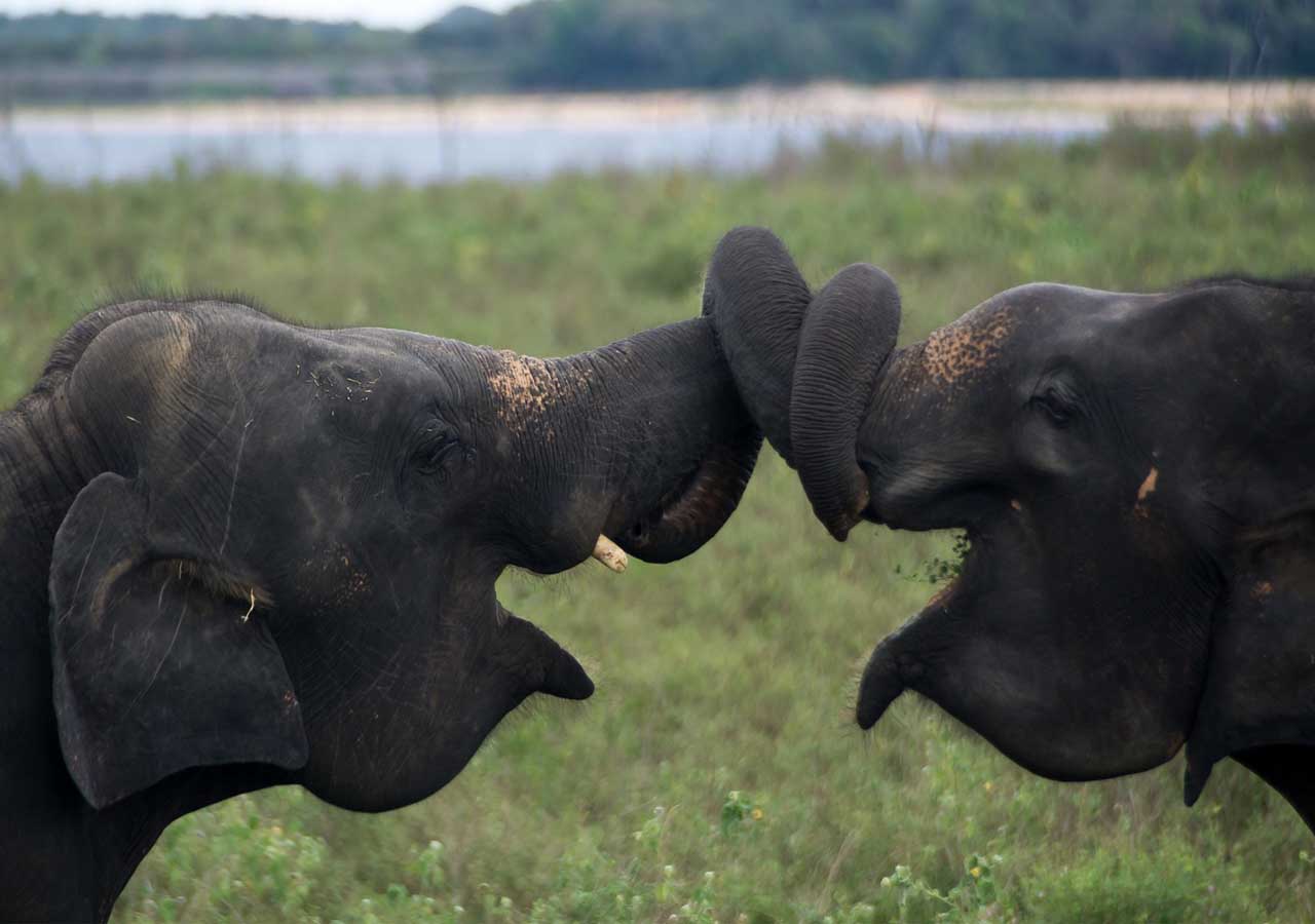 Sri-Lanka-Wild-Elephants