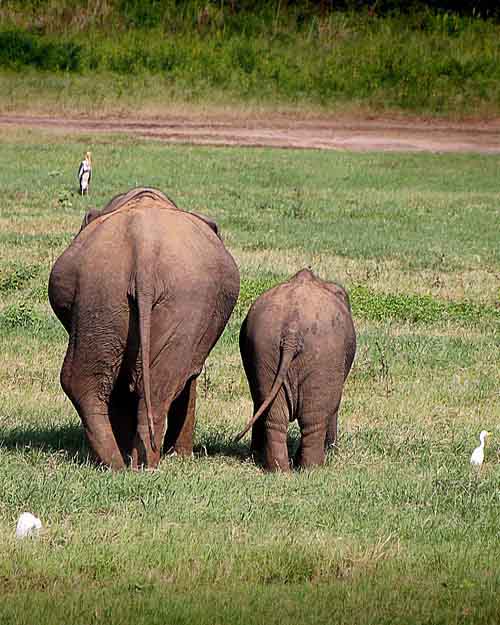 Wildlife-Tours-Sri-Lanka